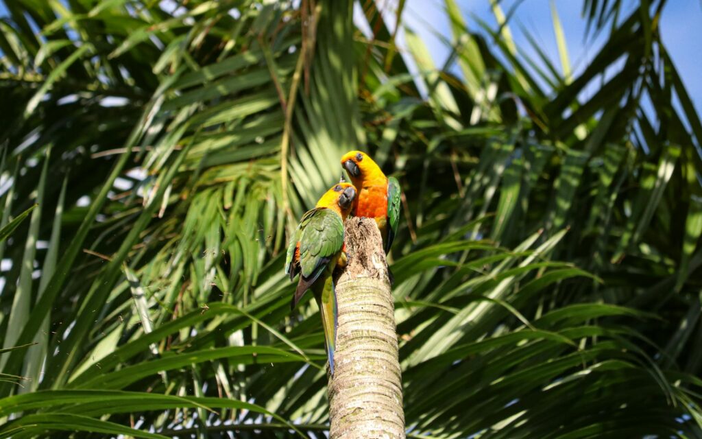 A pair of vibrant parrots resting on a palm tree branch in Belém, Brazil.