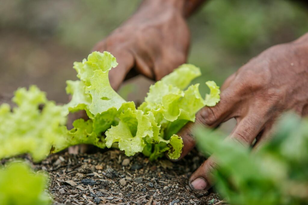 Close-up of hands planting lettuce in Paragominas, Brazil. Vibrant greenery and earthy tones.
